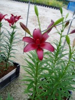 [1662 Cigalon No02.JPG]